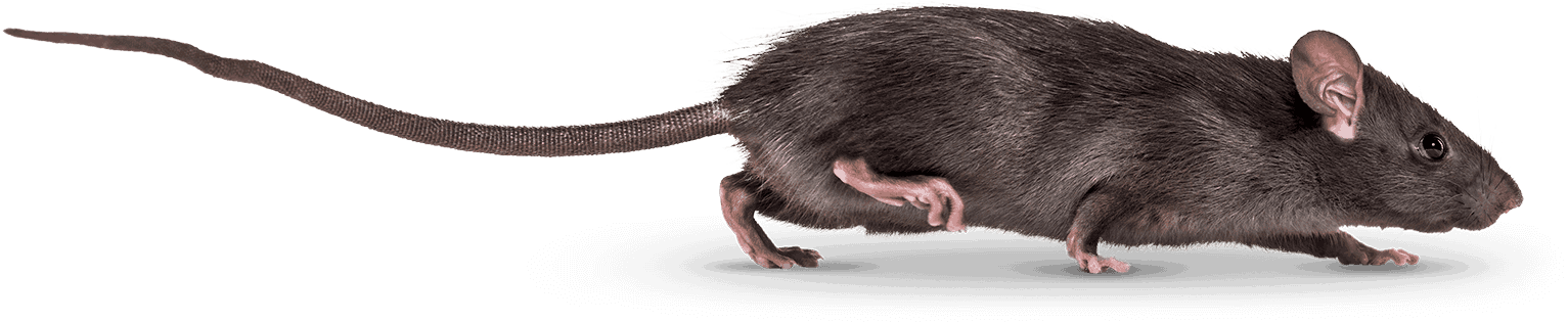 Pest Control Experts in Hampshire